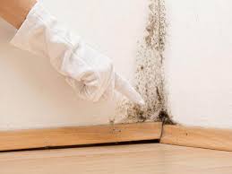 Why You Should Choose Our Mold Remediation Services in Konawa, OK